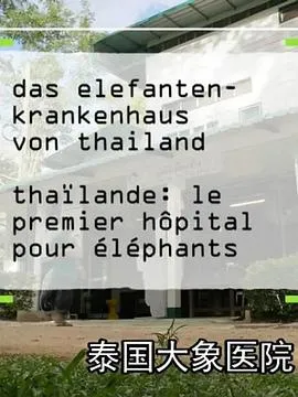 泰国大象医院