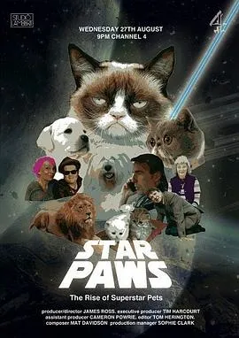 明星猫咪：明星宠物的崛起